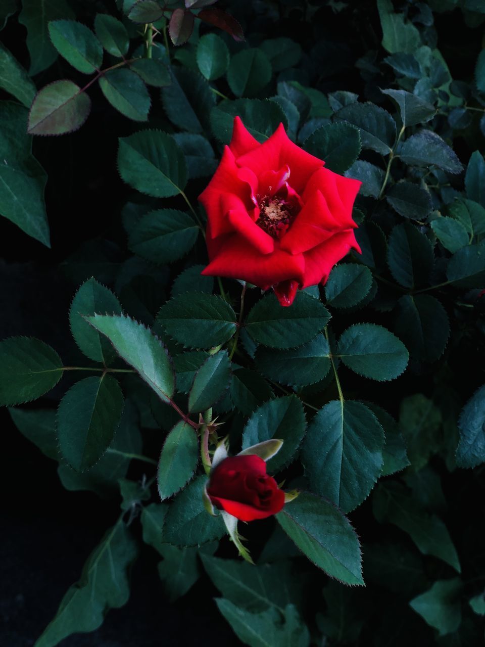 CLOSE-UP OF RED ROSE WITH LEAVES