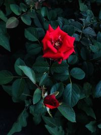 Close-up of red rose on plant