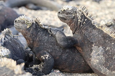 Galapagos marine iguana