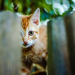 Close-up of ginger cat seen through wooden fence