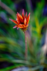 Close-up of orange flower