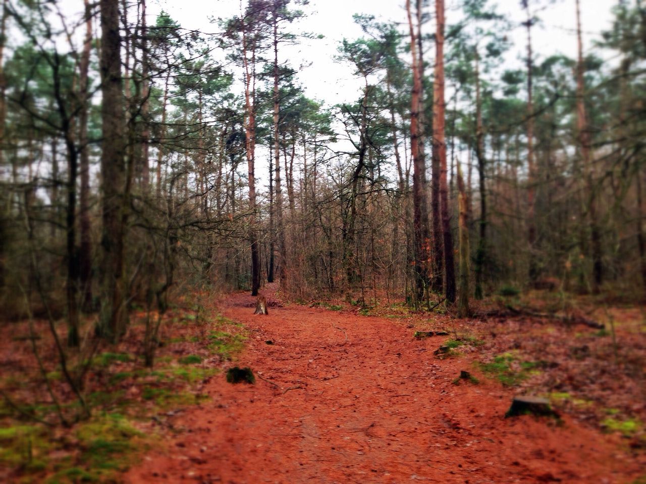 Belevingspad, Staphorsterbos