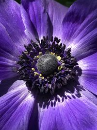 Close-up of purple flower blooming outdoors