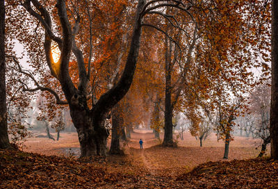 Rear view of young man standing on field in park during autumn