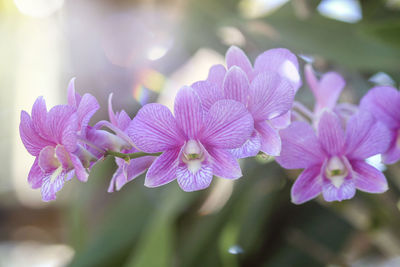 Close-up of pink orchid flowering plant in nature