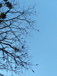 Low angle view of birds flying against blue sky