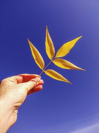 Close-up of hand holding leaves