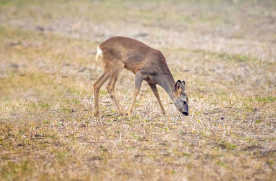 Side view of deer on field