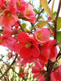 Close-up of flowers blooming outdoors