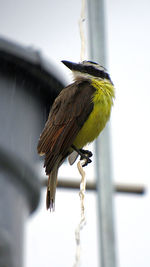 Low angle view of bird perching on metal