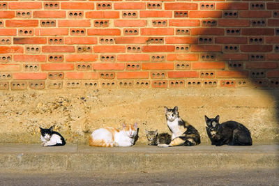 Cats relaxing in the wall