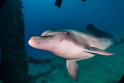 Close-up of fish swimming in sea