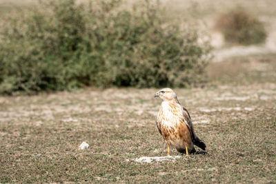 Bird perching on grass