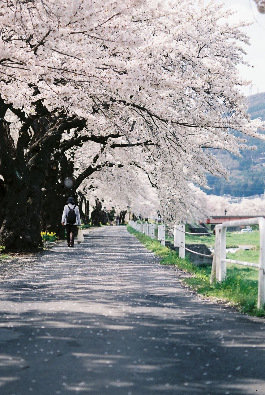 VIEW OF TREES ON ROAD AGAINST SKY