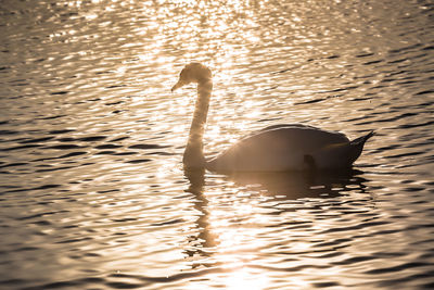 Swan swimming in lake during sunset