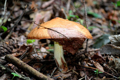 Close-up of mushrooms in forest