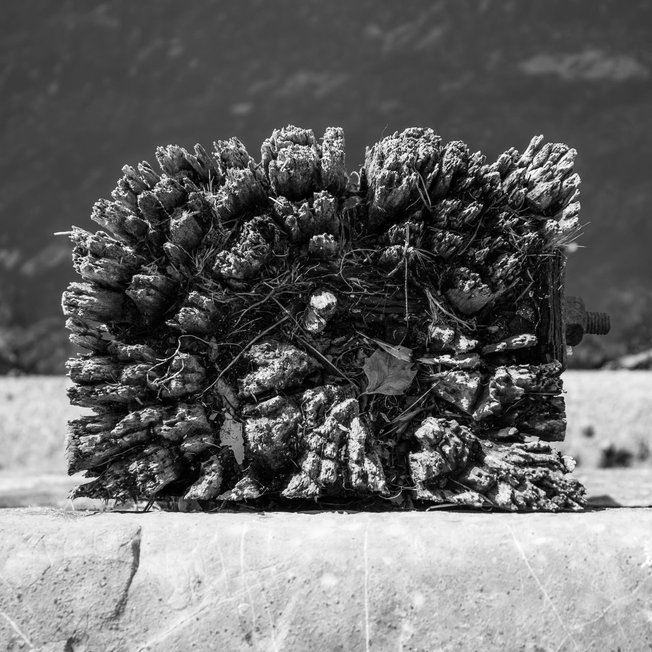 CLOSE-UP OF PINE TREE ON FIELD