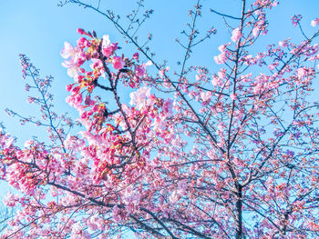 Low angle view of flower tree against sky