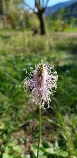 Close-up of purple flowering plant on field