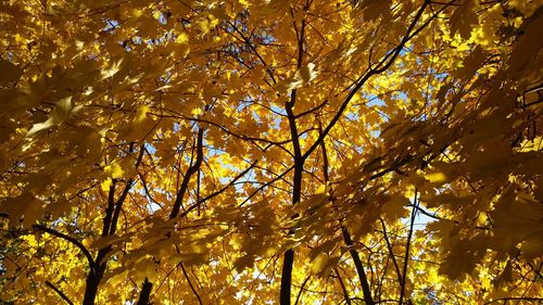 Low angle view of yellow tree