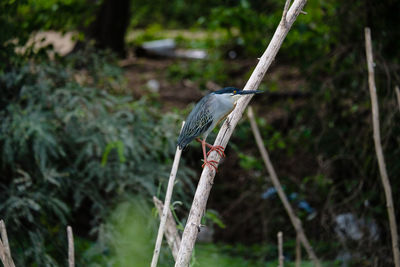 Close-up of bird perching on branch