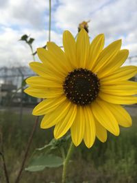 Close-up of fresh sunflower blooming against sky