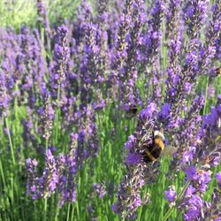 Close-up of bee pollinating on purple flowers