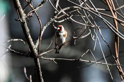 Close-up of bird perching on branch