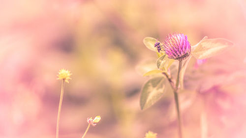 Close-up of pink cosmos flowers blooming outdoors