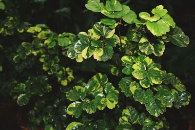 Close-up of raindrops on leaves