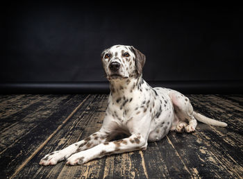 Portrait of a dalmatian dog, on a wooden floor and a black background. 