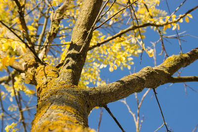 Low angle view of autumn tree