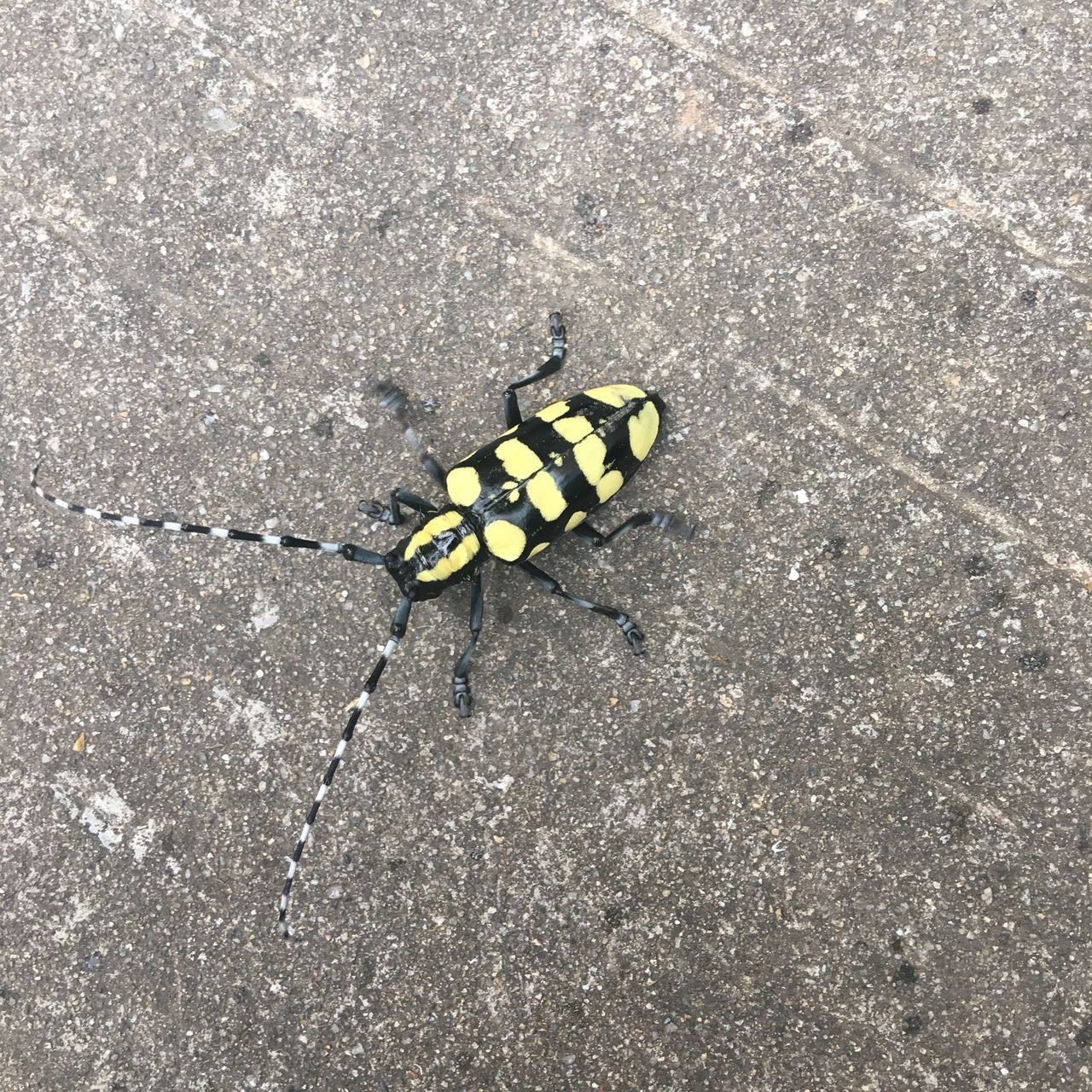 HIGH ANGLE VIEW OF INSECT