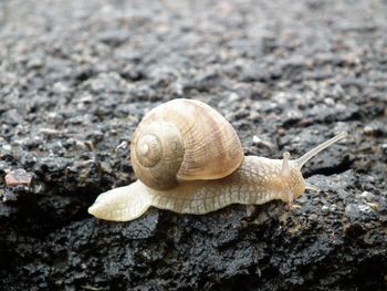 Close-up of snail on rock