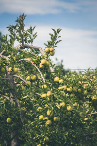 Close-up of fruits growing on tree