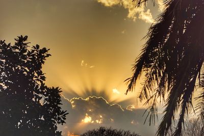 Low angle view of silhouette trees against sky at sunset