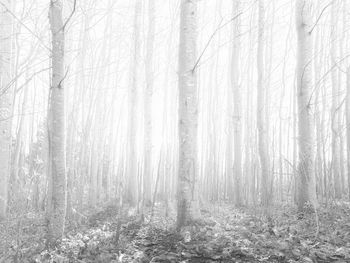 View of trees in forest