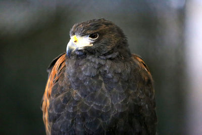 Close-up portrait of eagle