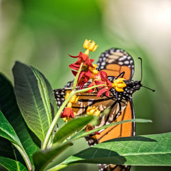 Close-up of butterfly on plant