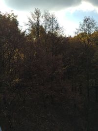 Bare trees in forest against sky