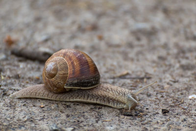 Close-up of snail