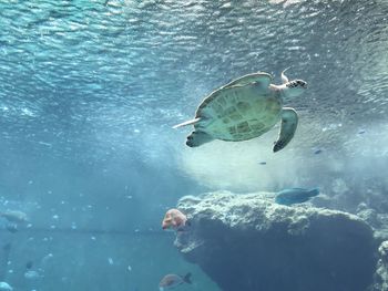 Fish swimming in sea