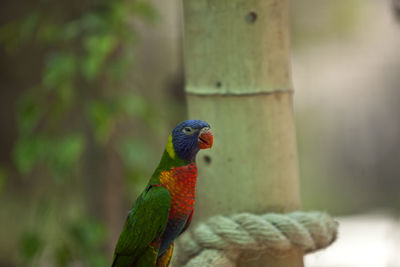 Close-up of parrot perching on tree