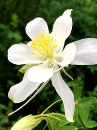 Close-up of white flower