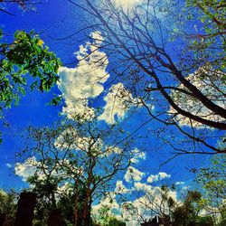 Low angle view of trees against blue sky