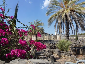 Pink flowering plants and trees by building against sky