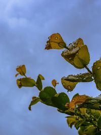 Close-up of butterfly on leaf against sky