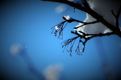 Low angle view of plant against blue sky