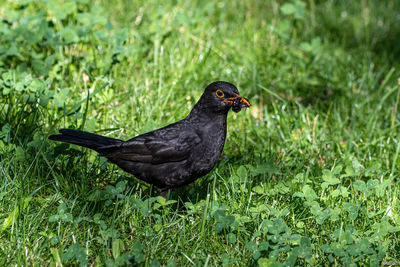 Black bird on grass