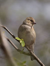 Close-up of bird perching on branch